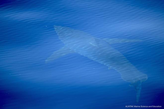 Ötméteres fehér cápát láttak Mallorca partjainál