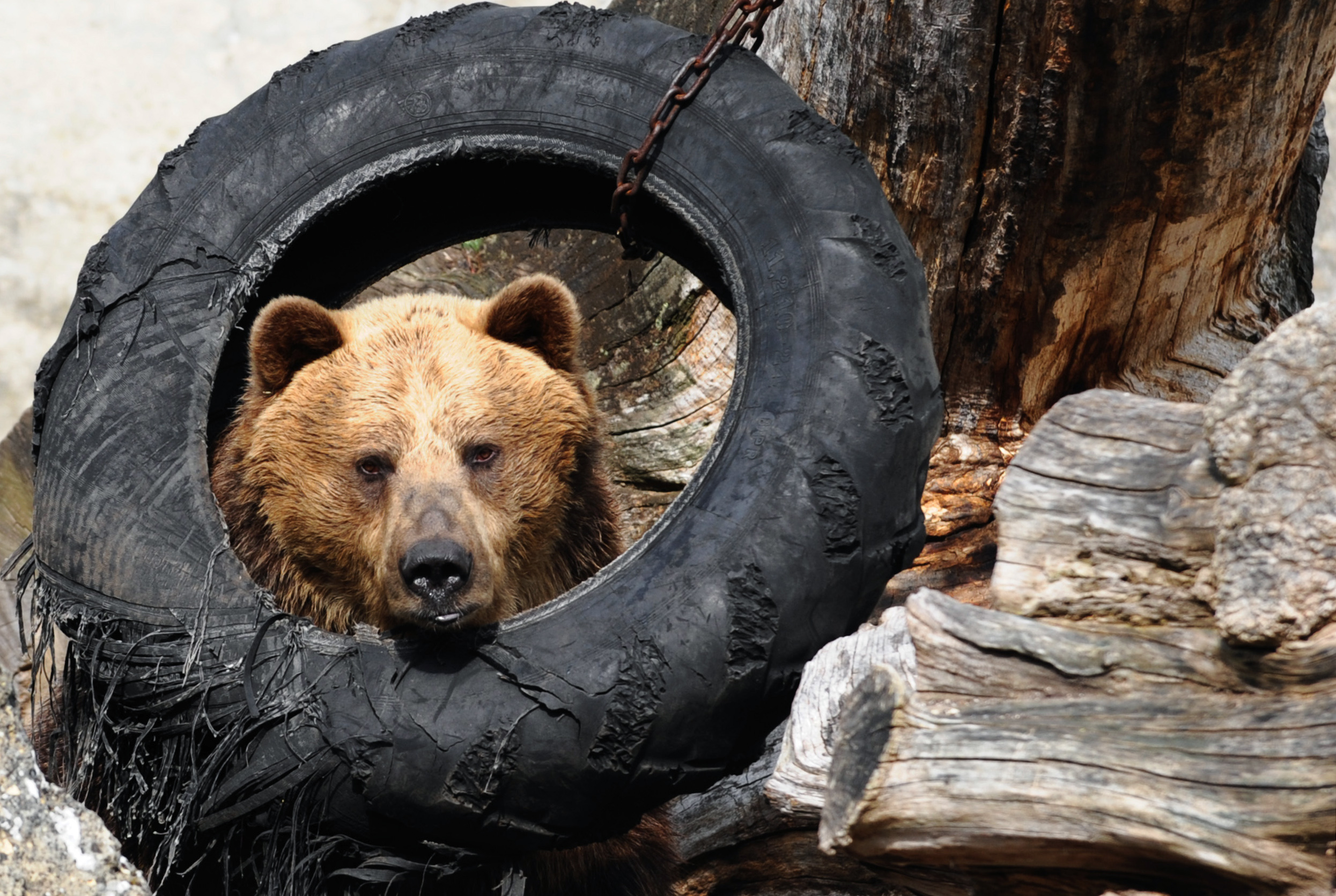 A bocsával együtt gázoltak el egy medvét Szlovákiában