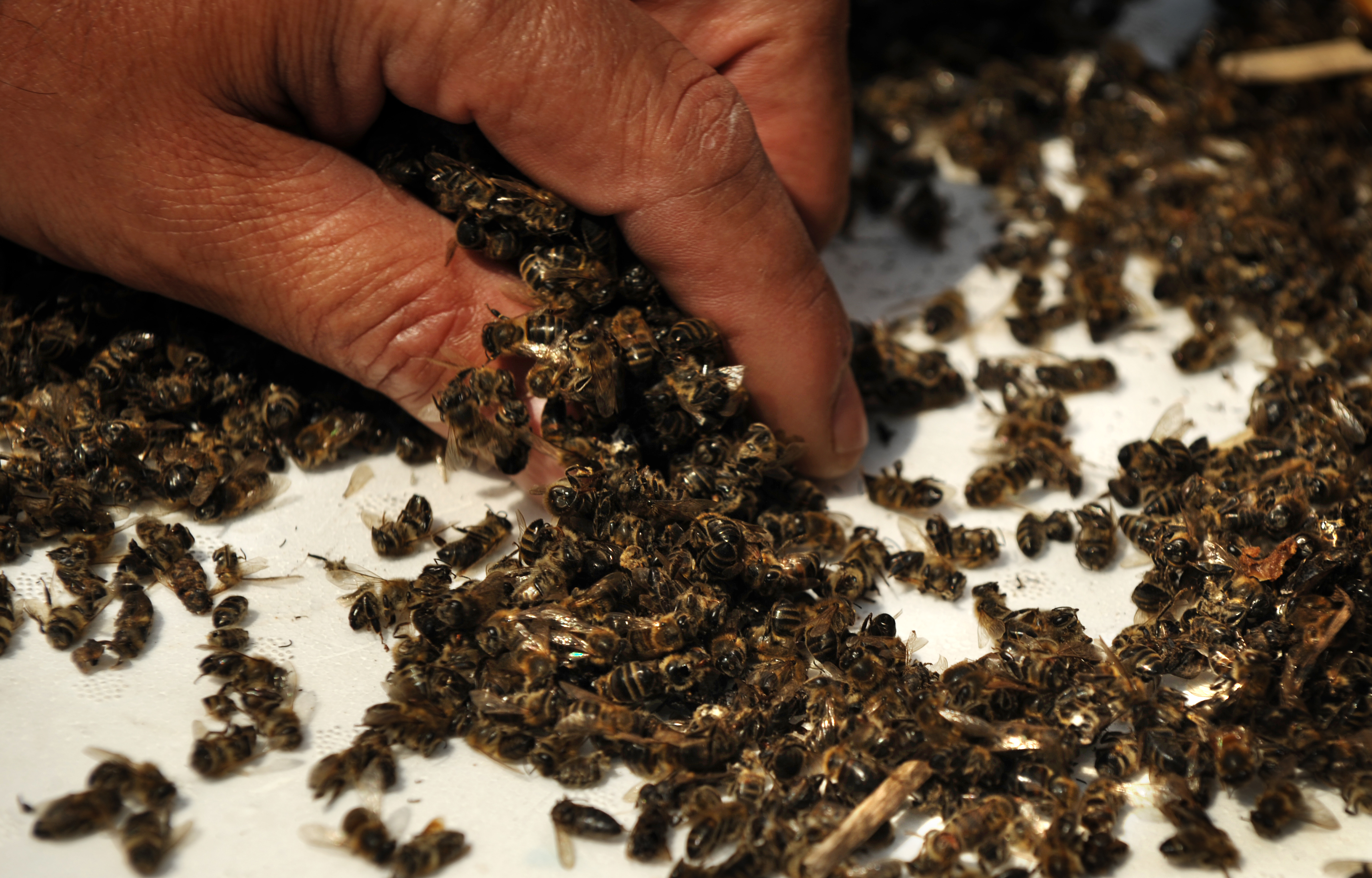 A gyűjtő méhek ezrei görcsbe rándulva, kinyújtott szipókával pusztultak el