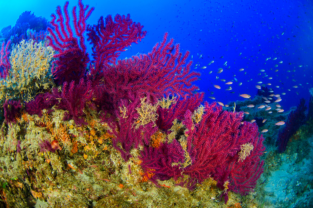 Varázslatos korallerdőt fedeztek fel Szicília partjainál