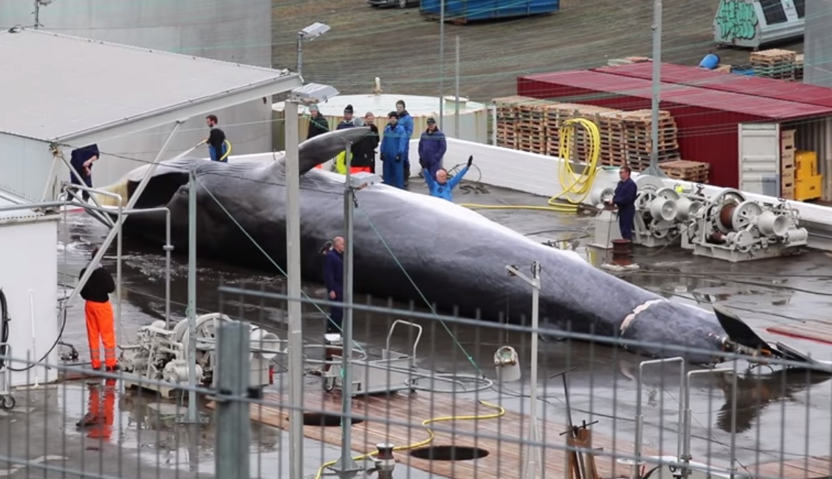 40 év után először öltek meg kék bálnát Izlandon