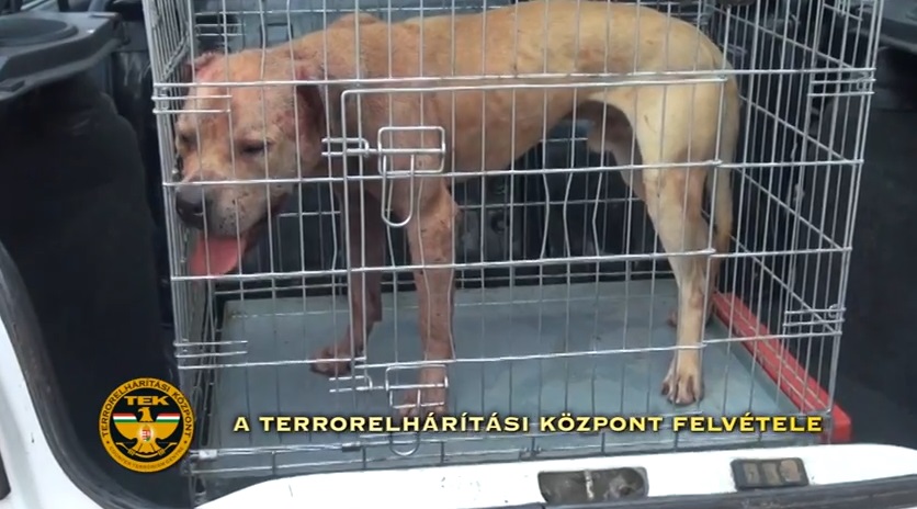 Két sebesült kutyát mentett ki a TEK egy mohácsi vágóhídon szervezett viadalról