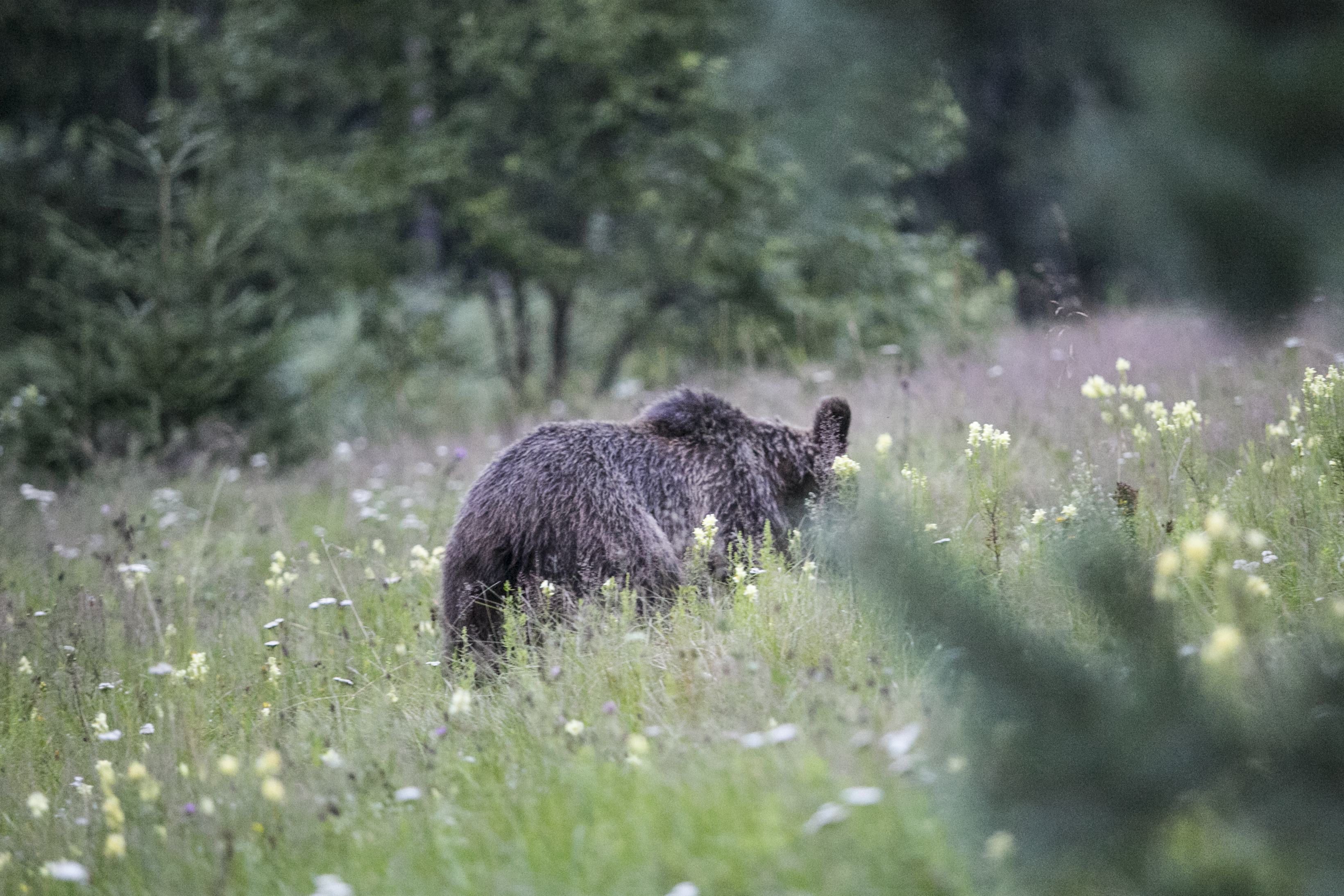 Tusnádfürdői támadás: „A medve gyakorlatilag kiharapott egy darabot a bal mellkasából”