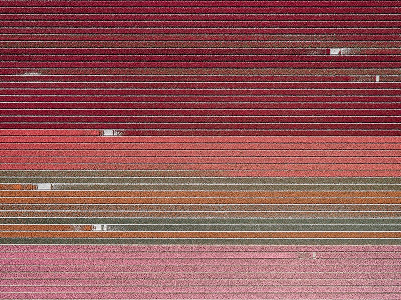 Így festenek a holland tulipánföldek a levegőből