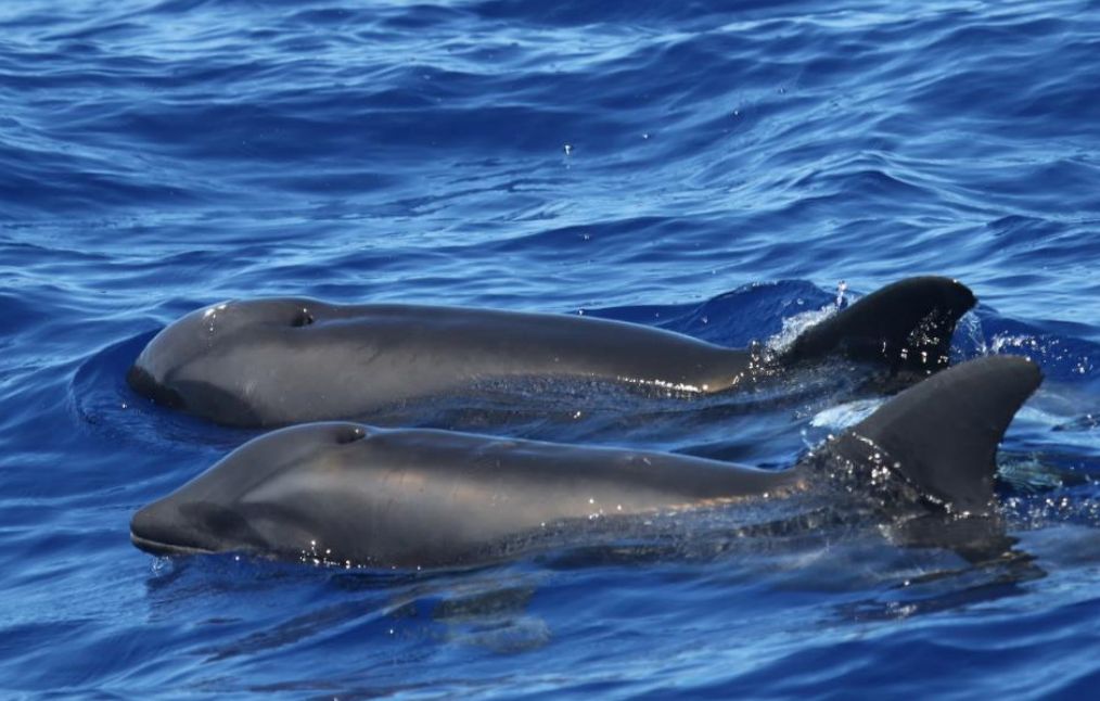 Olyan delfint láttak Hawaiinál, amilyet korábban még soha