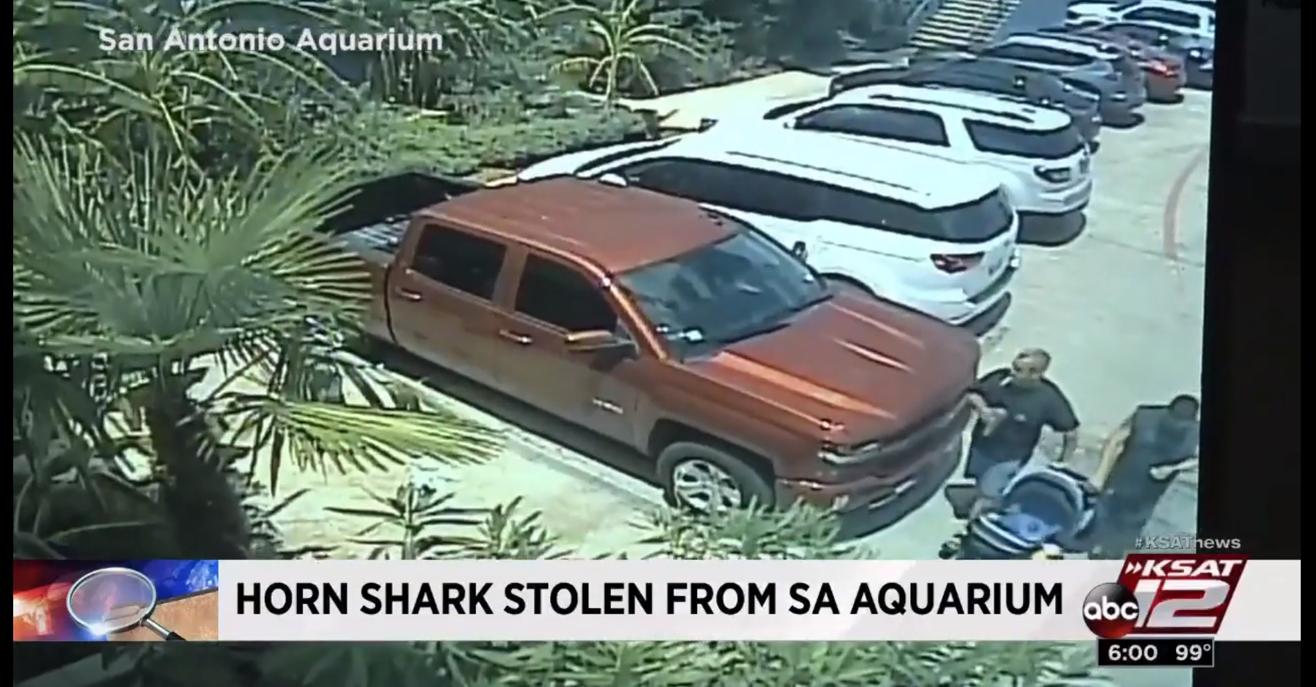 Babakocsiban, gyereknek álcázva loptak el egy cápát egy texasi akváriumból