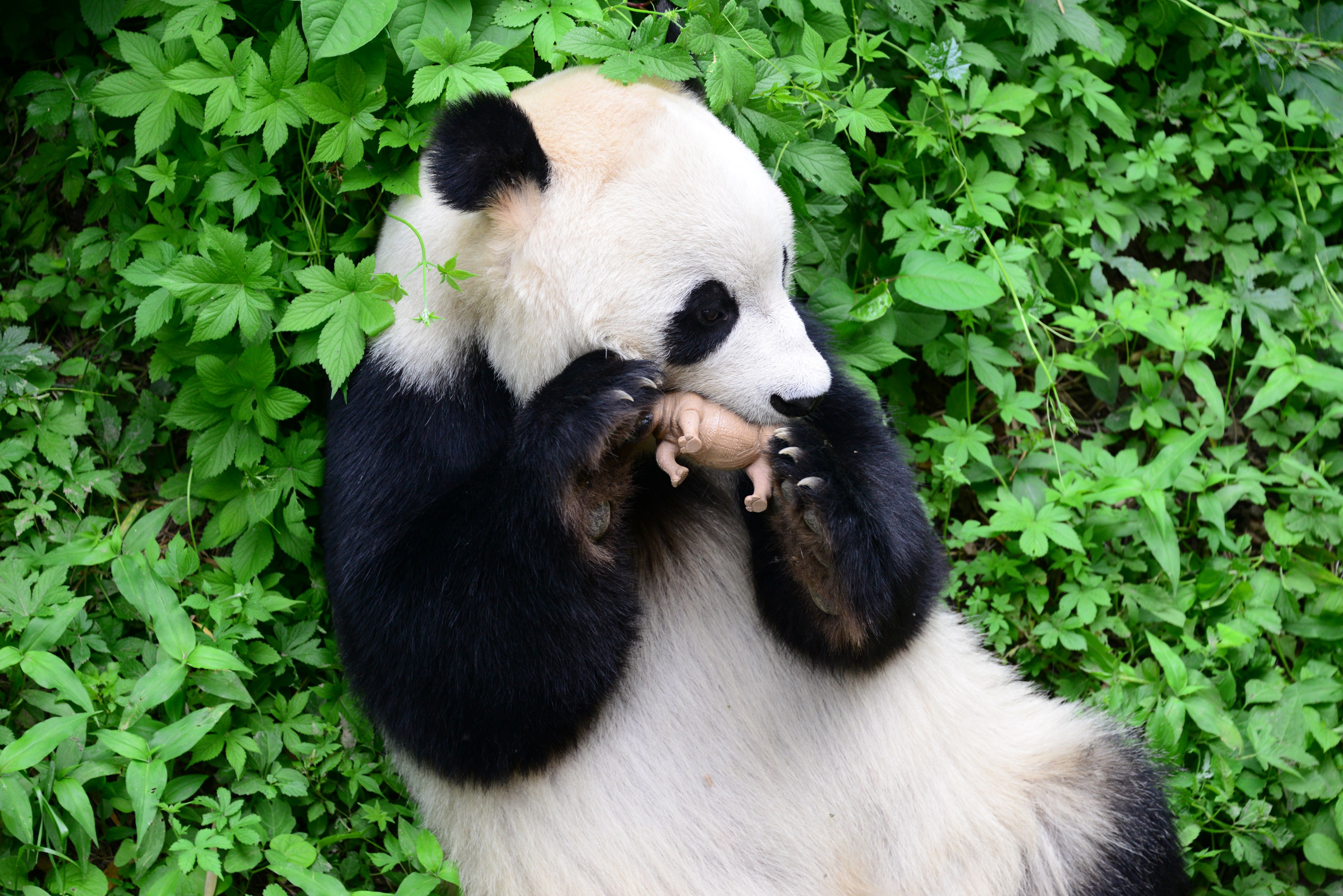 Megbüntetik az állatokat etető látogatókat a pekingi állatkertben