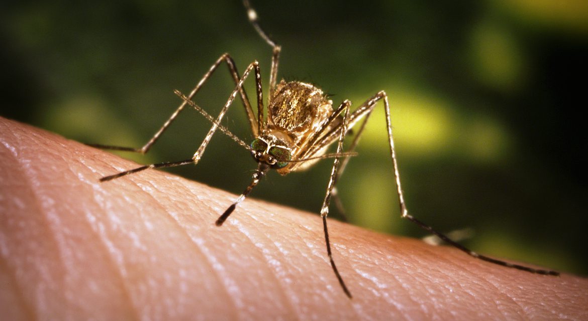 Forradalmi ötlet: ha már az embert nem tudjuk meggyógyítani, gyógyítsuk meg a betegséget hordozó szúnyogot!