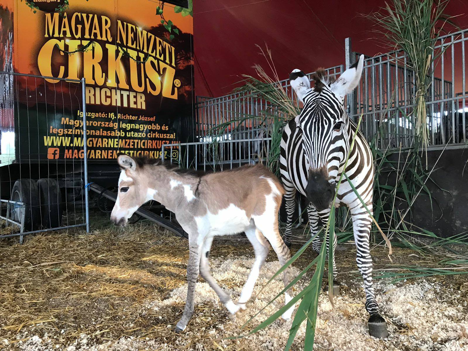 Döbbenet a cirkuszban: megszült az egyik zebra, és kiderült, hogy egy tarka szamár csavarta el a fejét