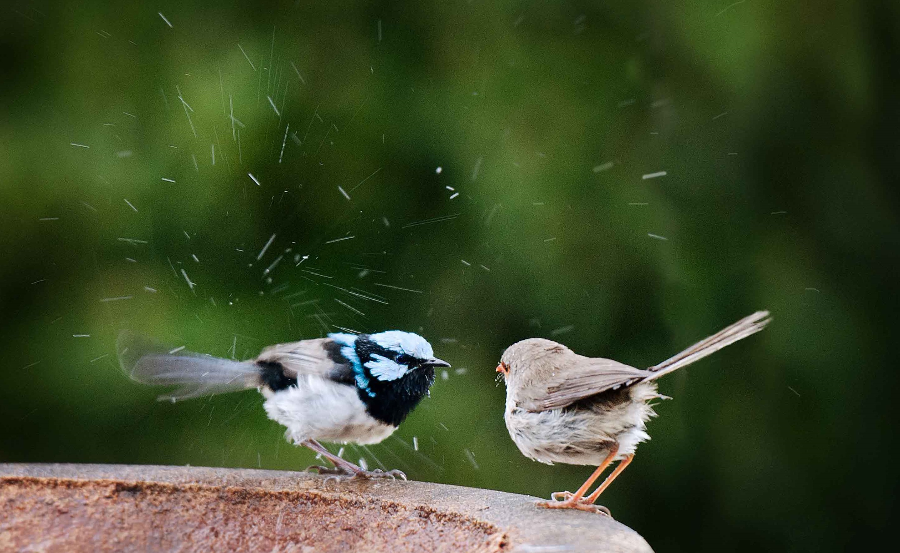Tudományos áttörés: a madarak képesek megtanulni idegen nyelveket