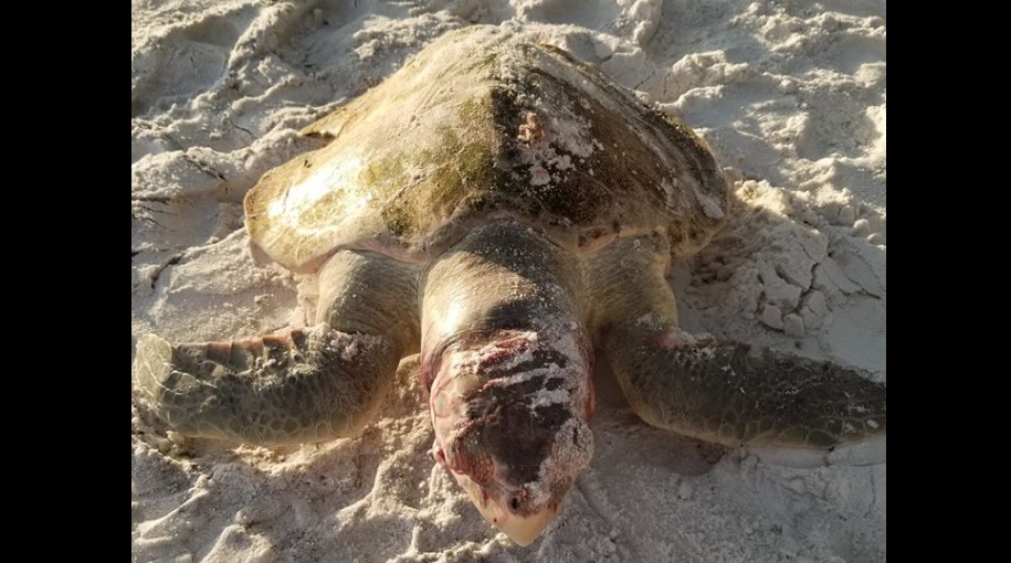 Bárszékbe szorulva halt lassú kínhalált a világ legveszélyeztetettebb tengeri teknőse