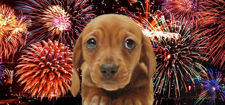 A kutyák nem szeretik a tűzijátékot, érdemes ilyenkor külön figyelni rájuk