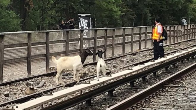 Legelésző kecskék bóklásztak be a New York-i metró sínjére