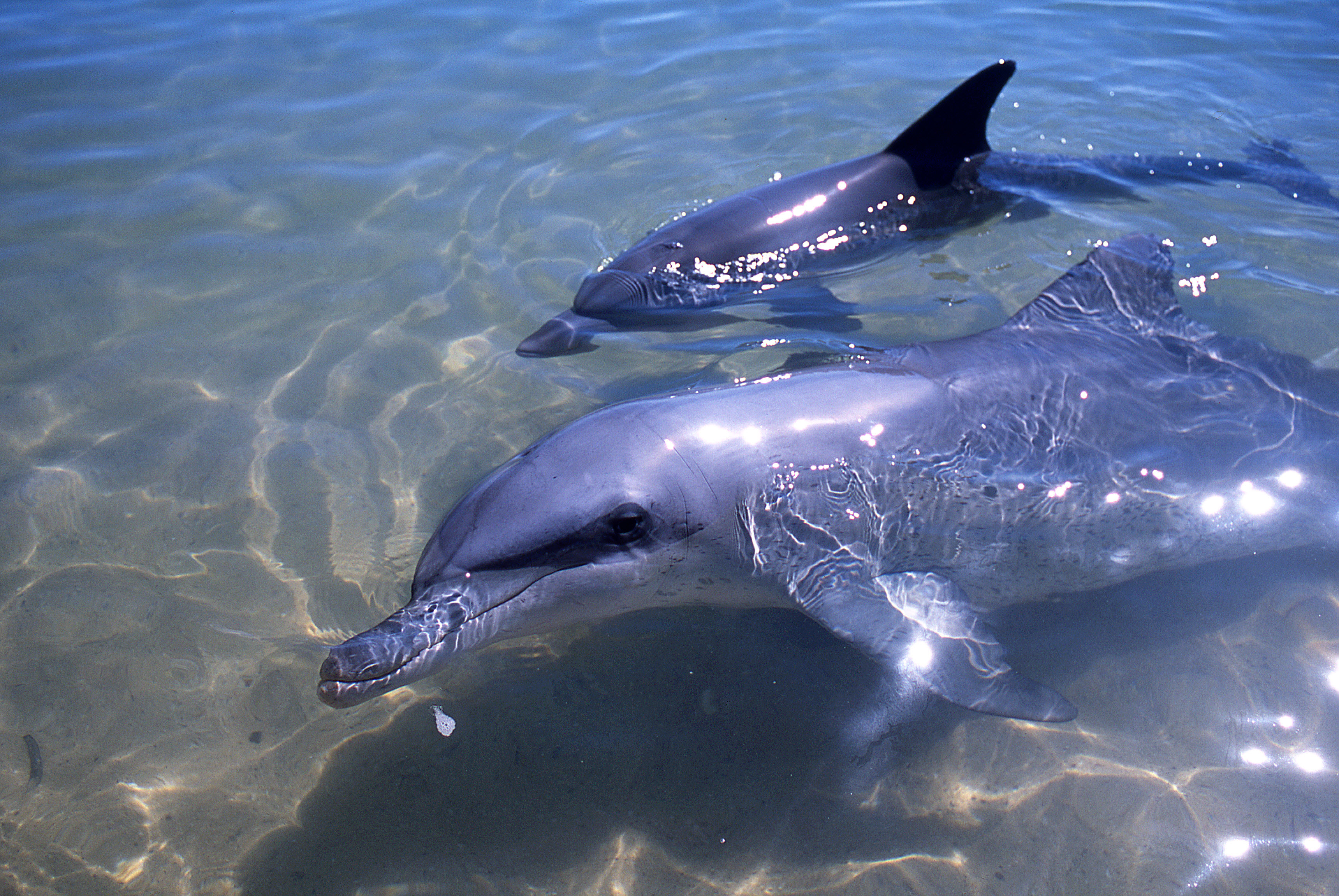 Veszélyesen sok a higany a japán delfinhúsban