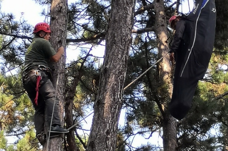 Egy siklóernyős fennakadt egy fenyőfa lombkoronáján Sátoraljaújhelyen