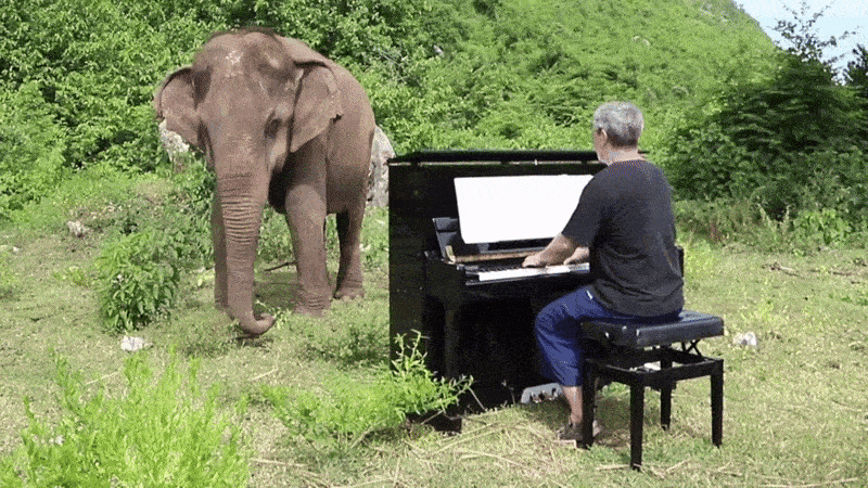 A zongorista Bachot játszott az öreg és vak elefántnak, mire az „táncolni” kezdett