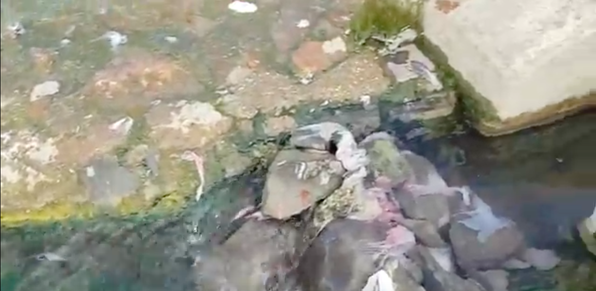 A Rudas fürdőből hosszú hónapokig folyt szennyvíz a Dunába, és bár a hibát elvileg májusban kijavították, azóta is tovább szennyezik a folyót tamponokkal és ürülékkel
