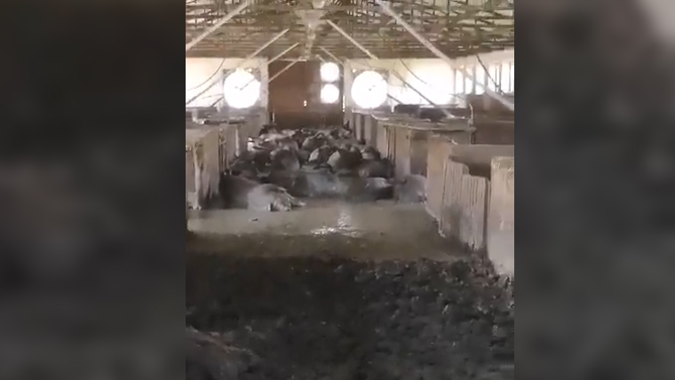 Több ezer elhullott disznó oszladozik egy tiszaföldvári telepen