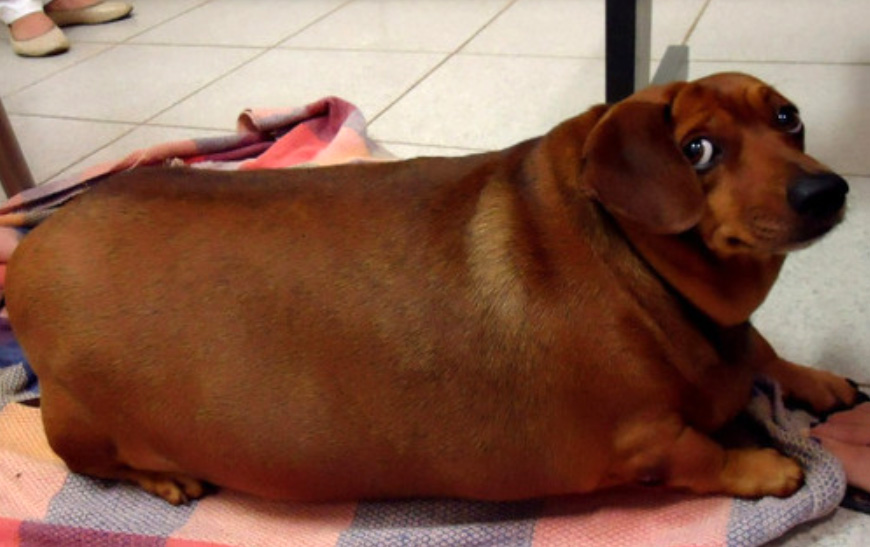 Ha trauma éri őket, a kutyák elhíznak és megbetegszenek – csakúgy, mint az ember