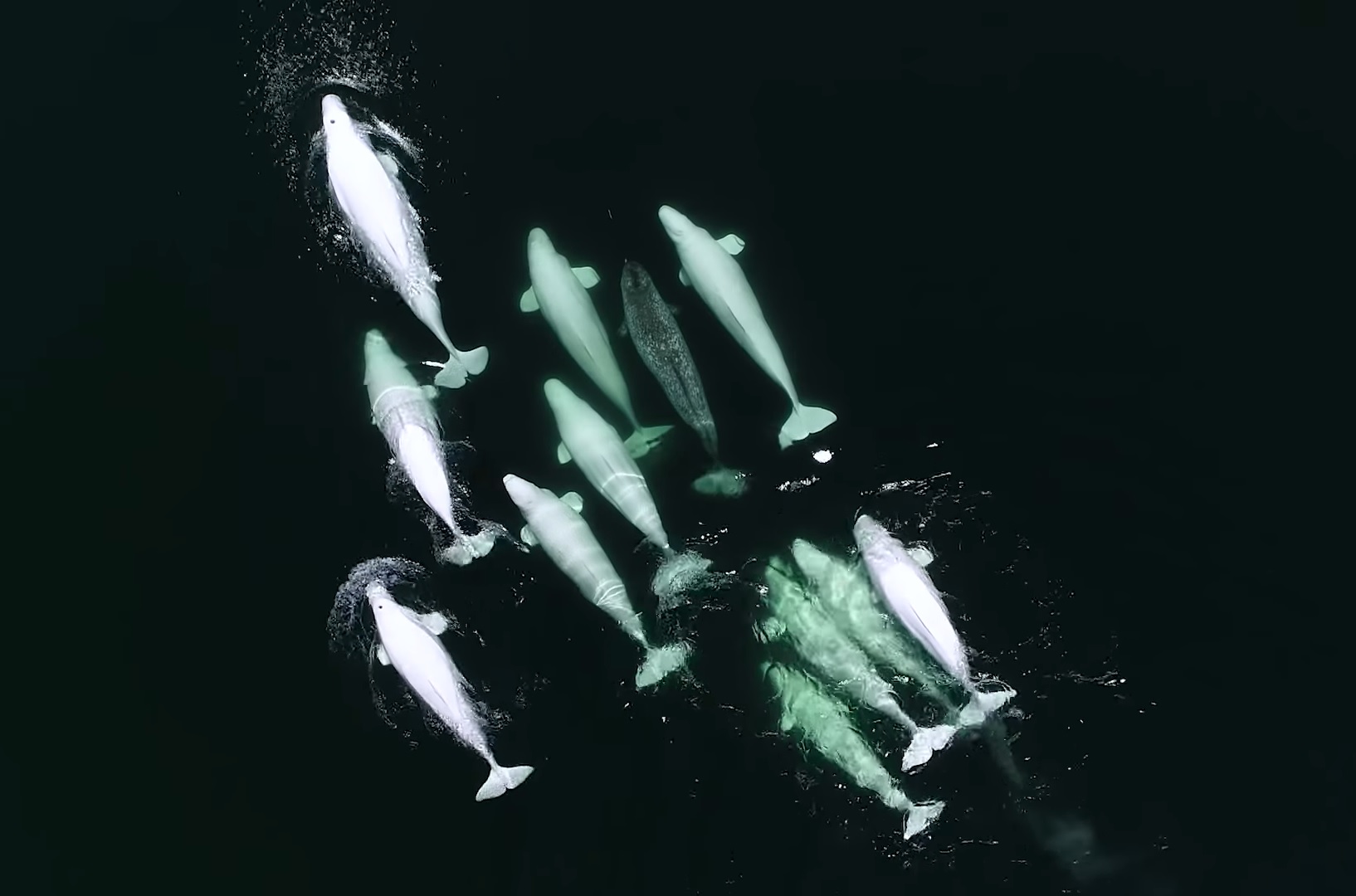 Egyre több az orosz harci delfin