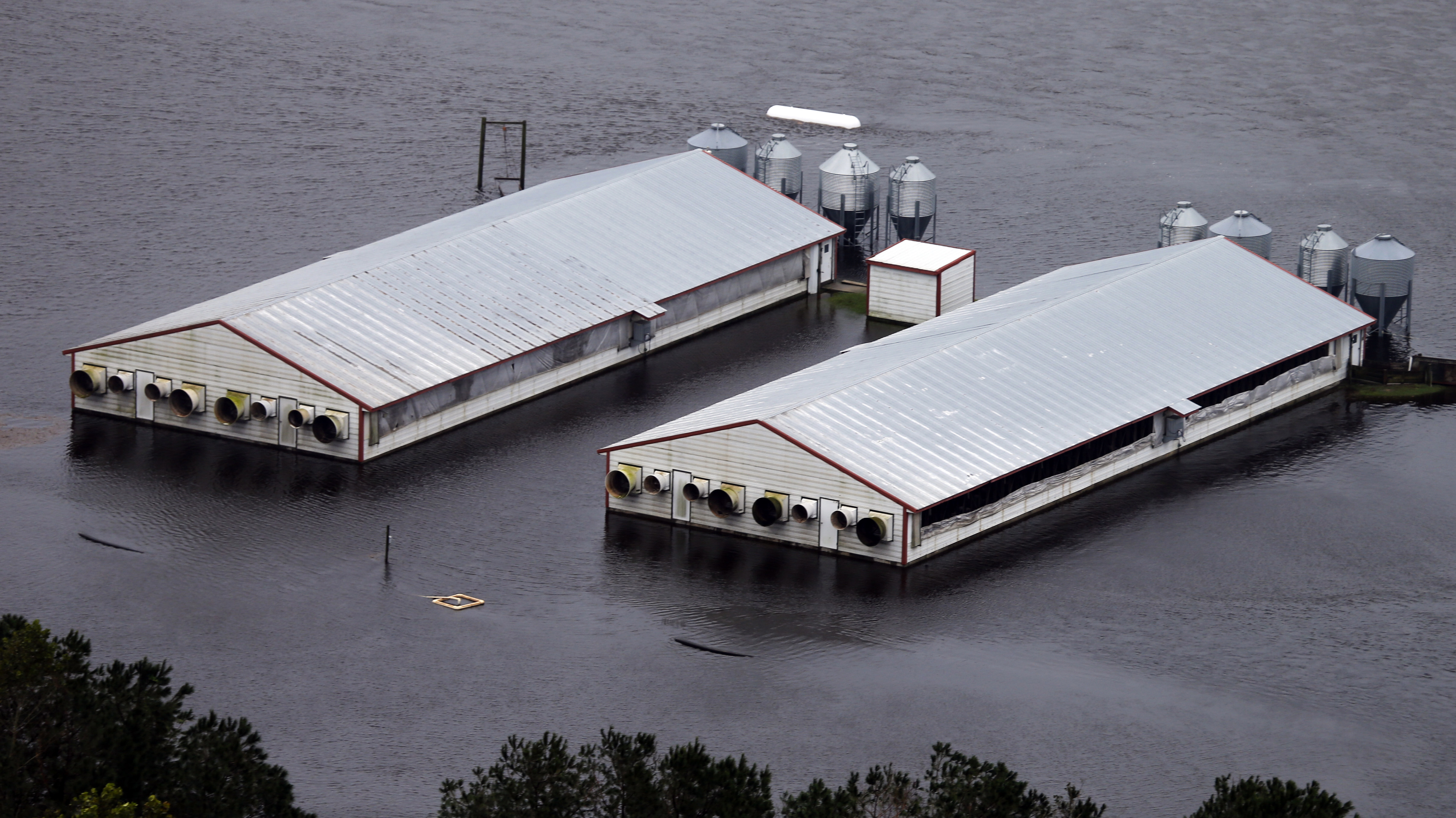 Híg trágyával áraszthatják el Észak-Karolinát a hurrikánt követő áradások