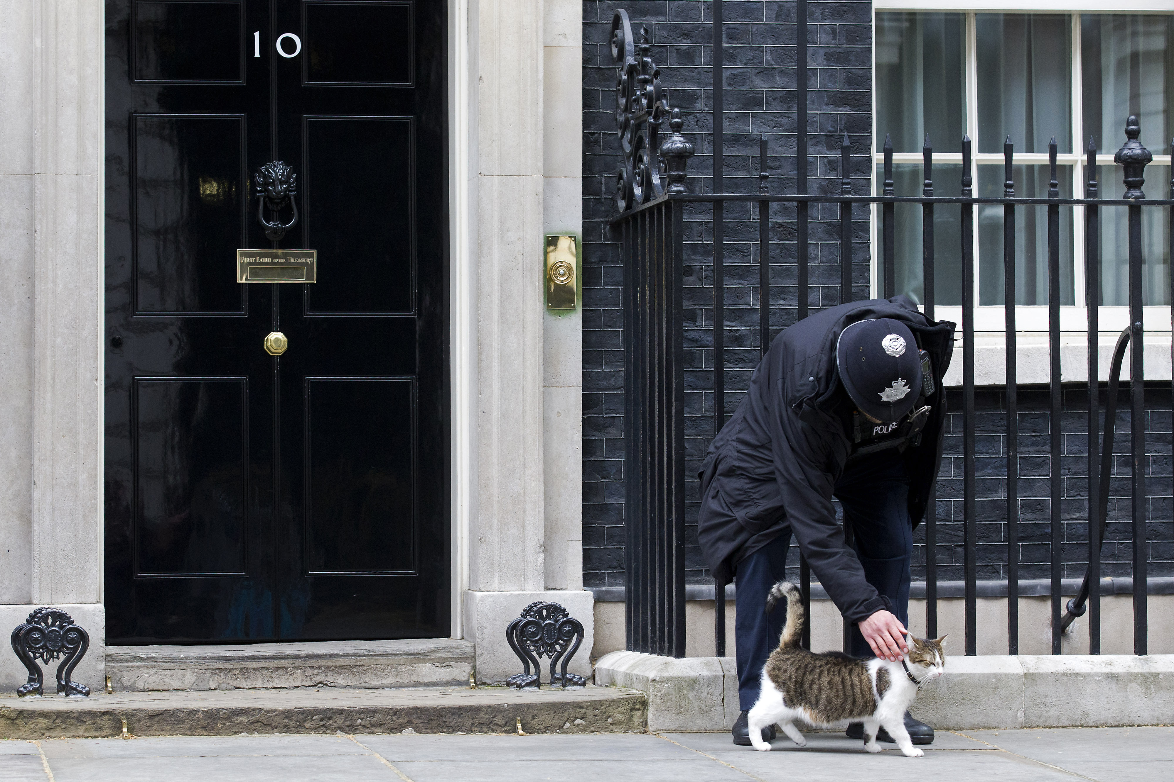 London rettegett a macska-sorozatgyilkostól, de a Scotland Yard szerint ilyen nem létezik