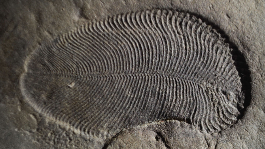 Íme az ember legősibb őse, az 558 millió éves Dickinsonia