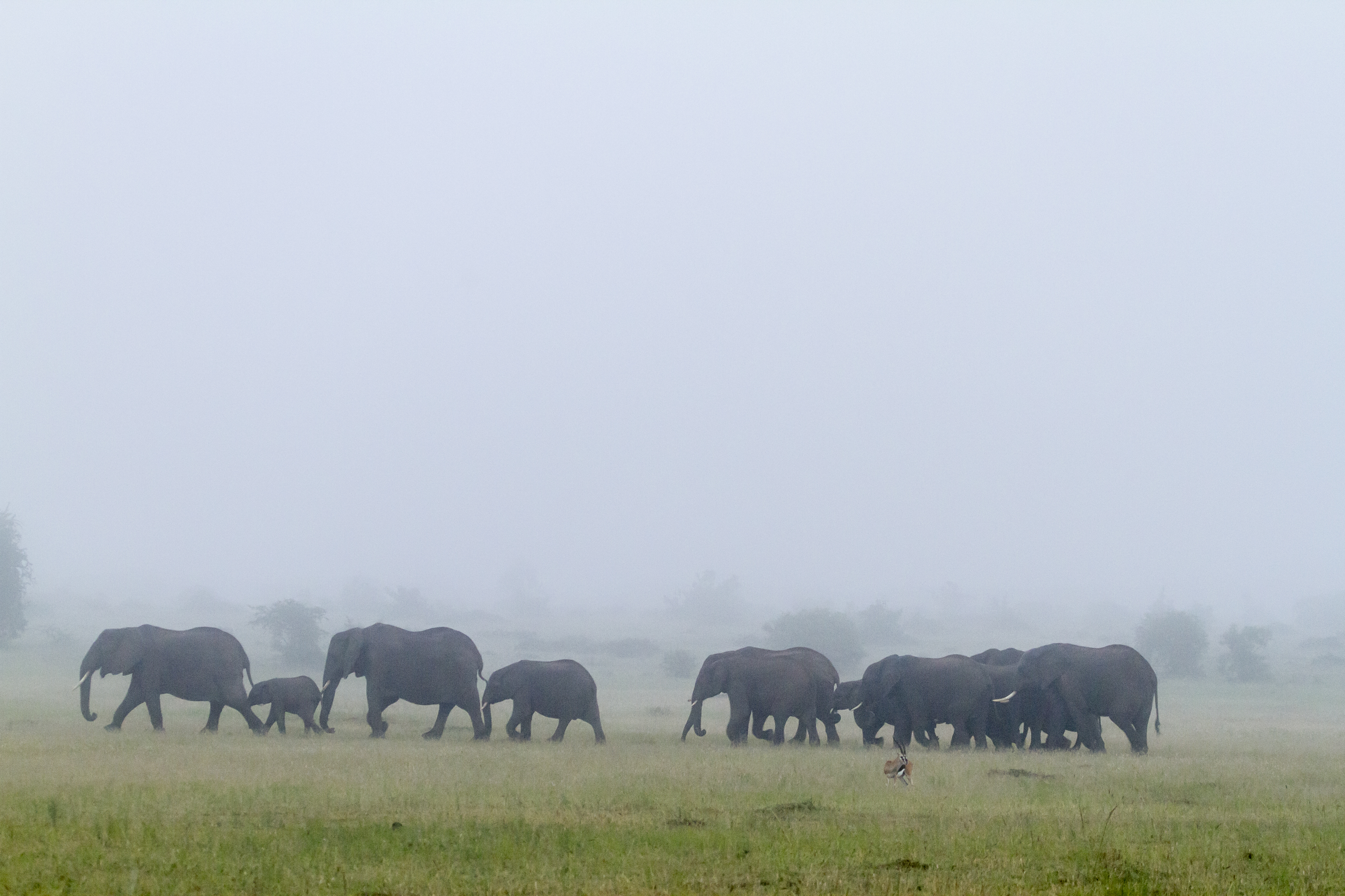 Kenyai afrikai elefántok menetben