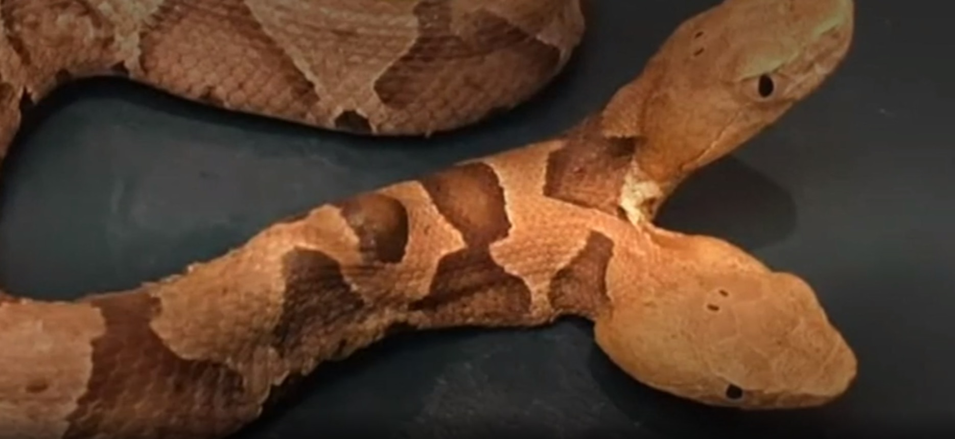 Találtak egy kétfejű kígyót Virginiában. Igen, egy kétfejű kígyót