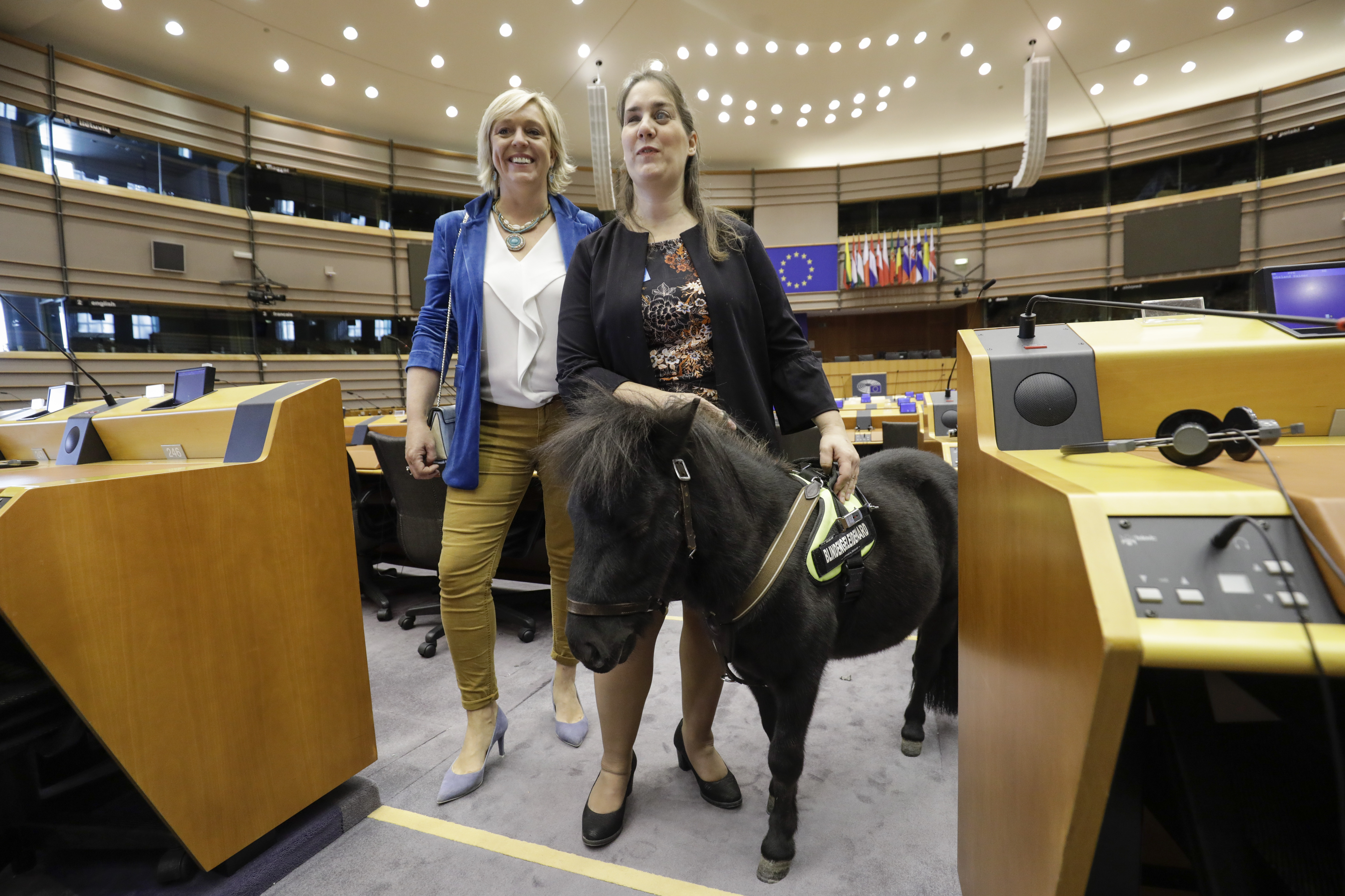 Vakvezető póni járt ma az Európai Parlamentben