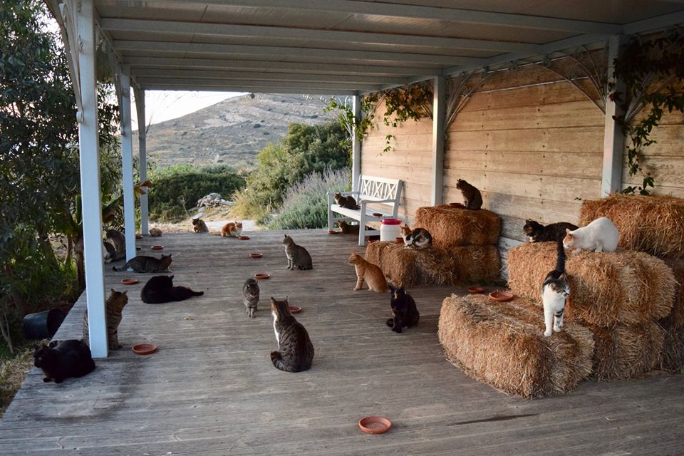 Negyvenezren jelentkeztek macskagondozónak Szírosz szigetén
