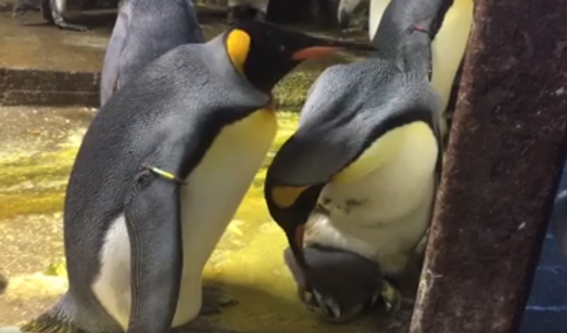 Meleg pingvinek raboltak el a szüleitől egy fiókát