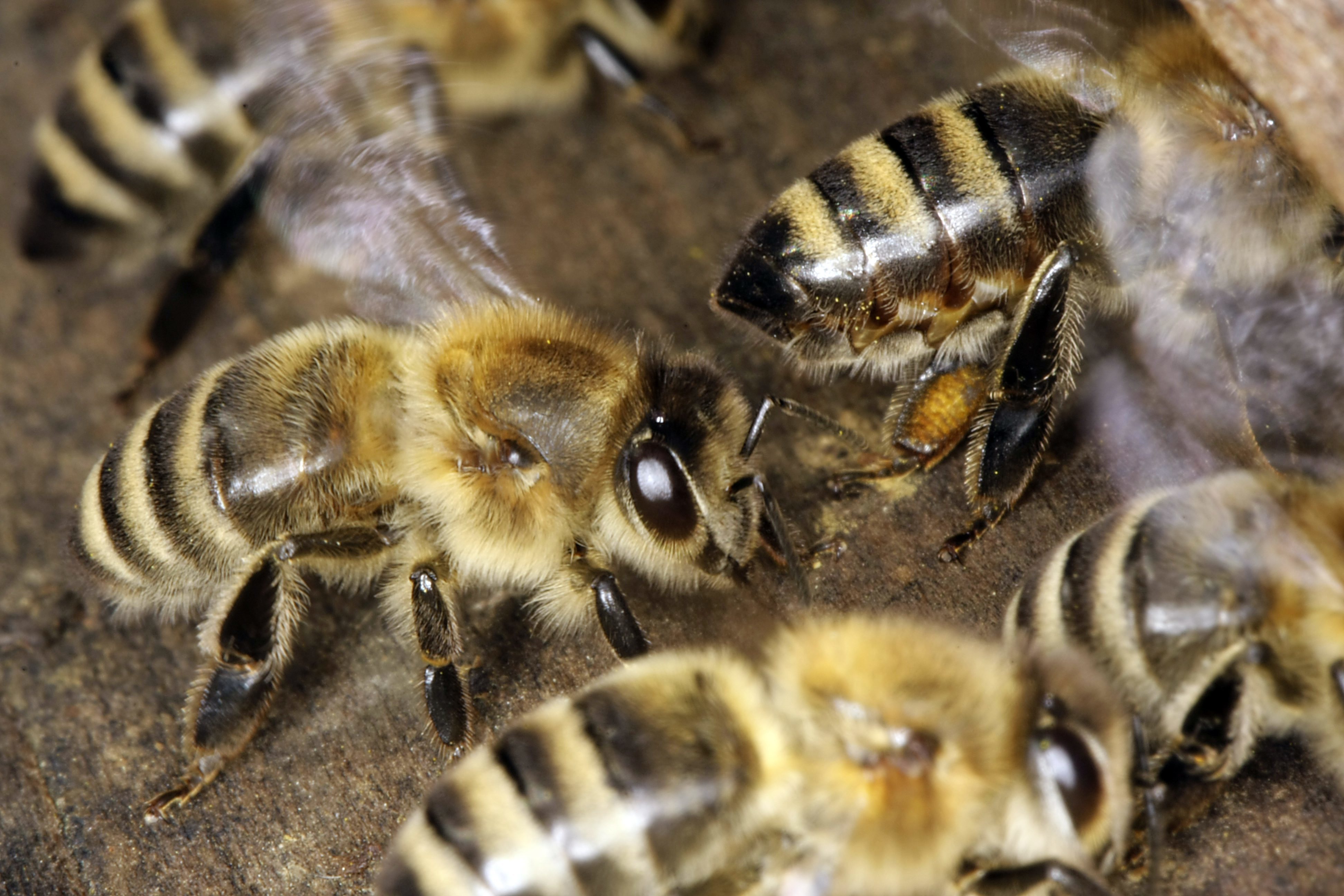 „Kevert nemű” mutáns méhet fedezett fel egy veterán méhész