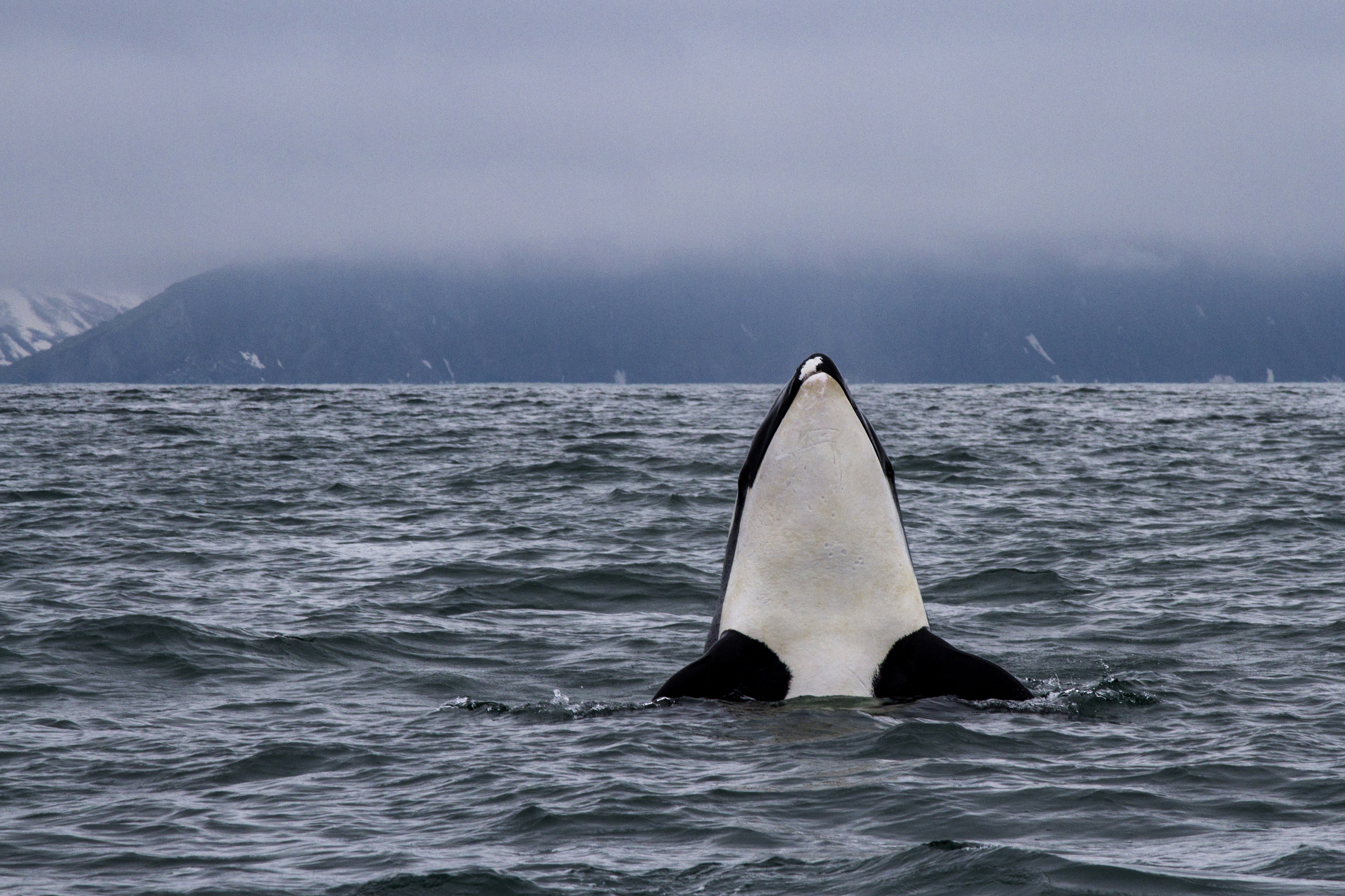 Gyilkos bálnák apokalipszise fenyeget: a hatalmas emlősök fele évtizedeken belül kipusztulhat a bolygóról