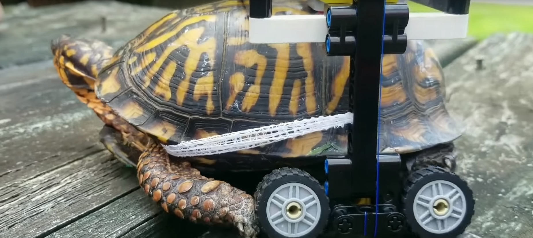 Legóból készült kerekesszéket kapott a páncéltörött teknős