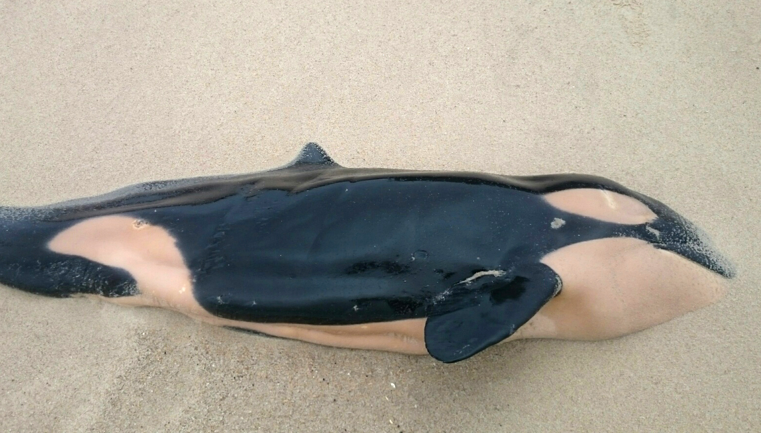 A kardszárnyú delfinek felét gyilkolhatja le a környezetszennyezés