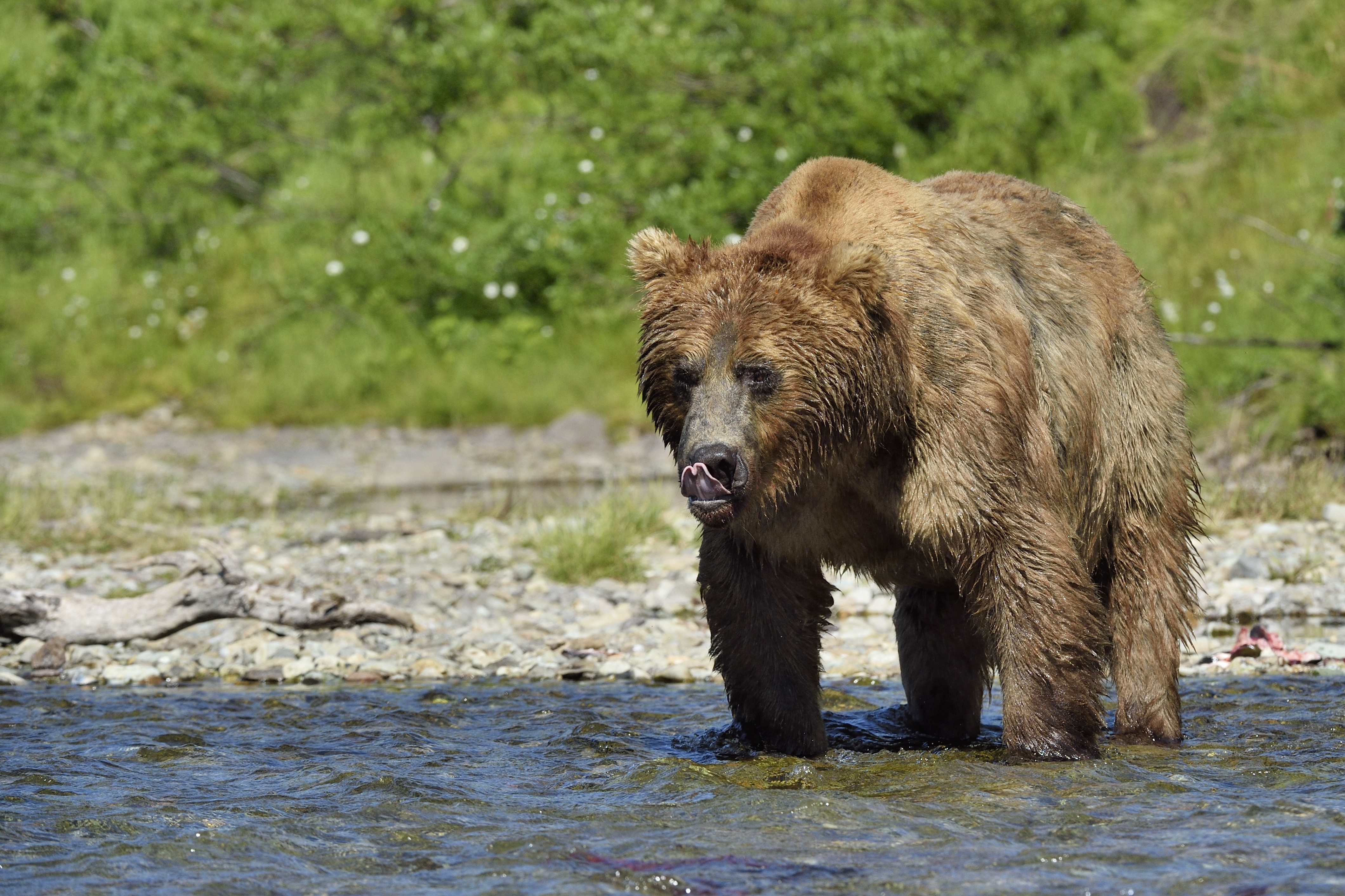 Grizzlytámadás áldozata lett egy anya és kisbabája a kanadai Yukonban 