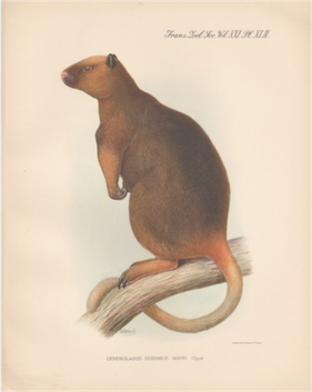 Előkerült a kengurufaj, aminek utolsó élőnek hitt példányát maga Ernst Mayr lőtte le 1928-ban