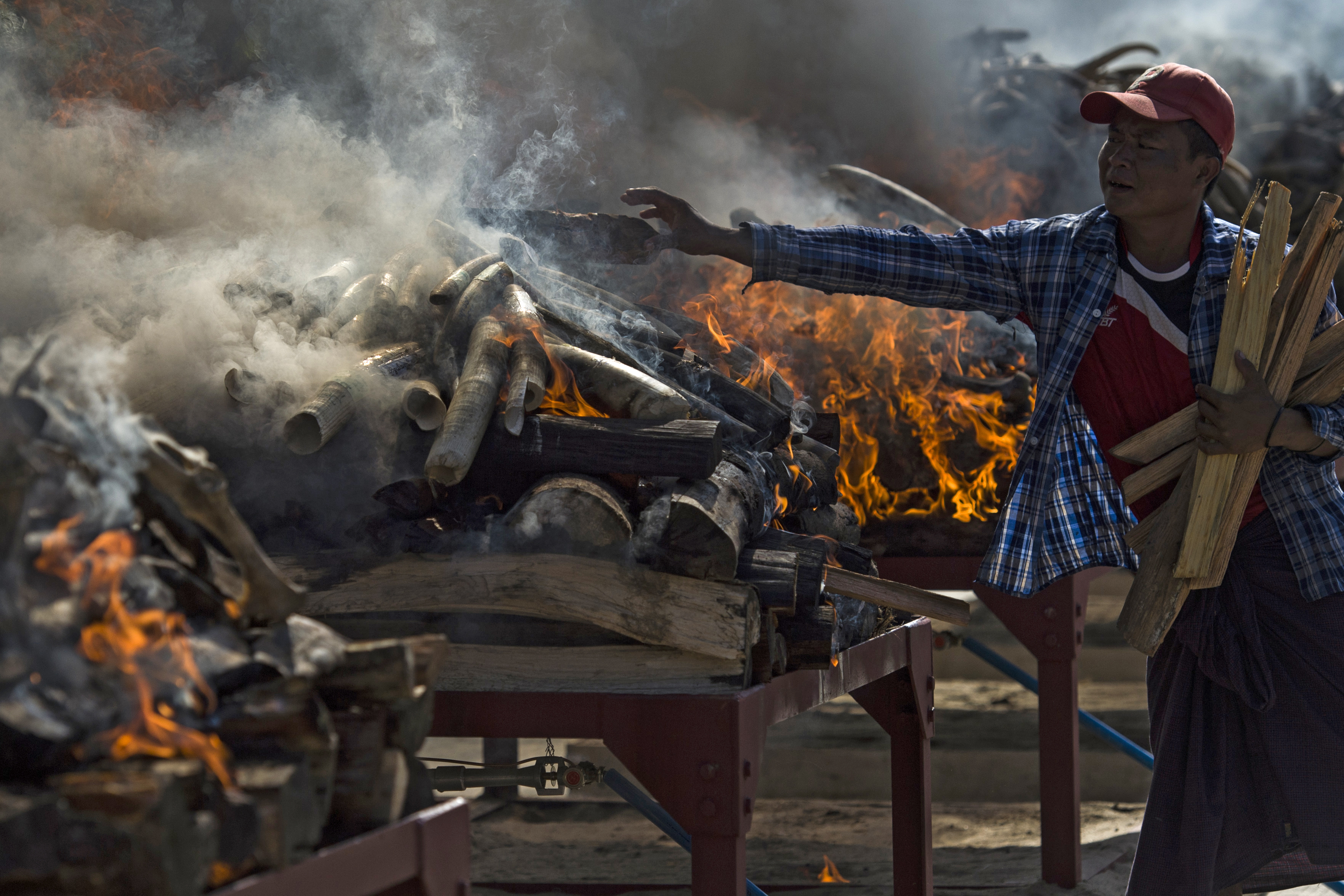 Védett állatok lefoglalt testrészeiből gyújtottak máglyát Mianmarban