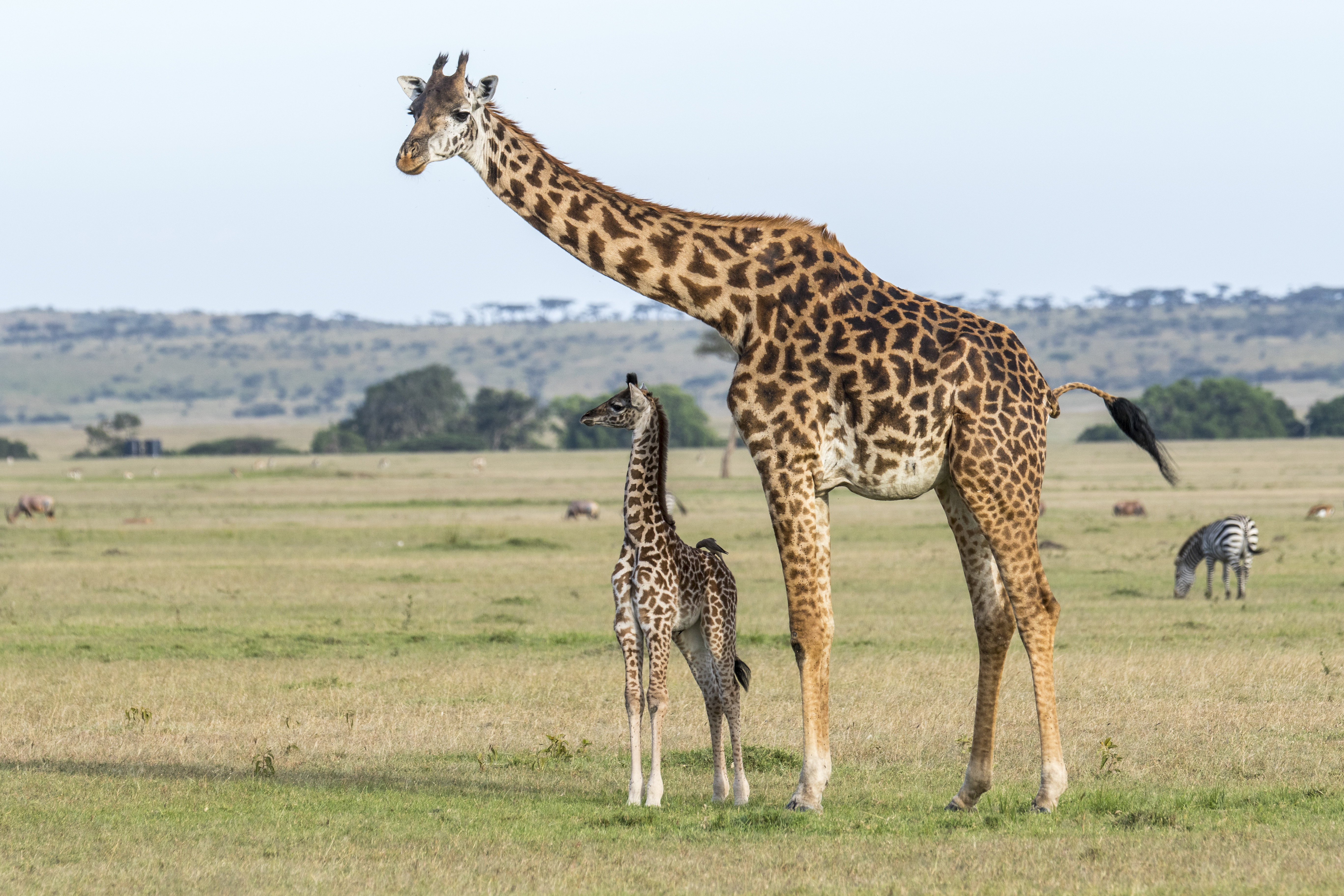 A zsiráfanyák a foltjaikról ismerik meg borjaikat