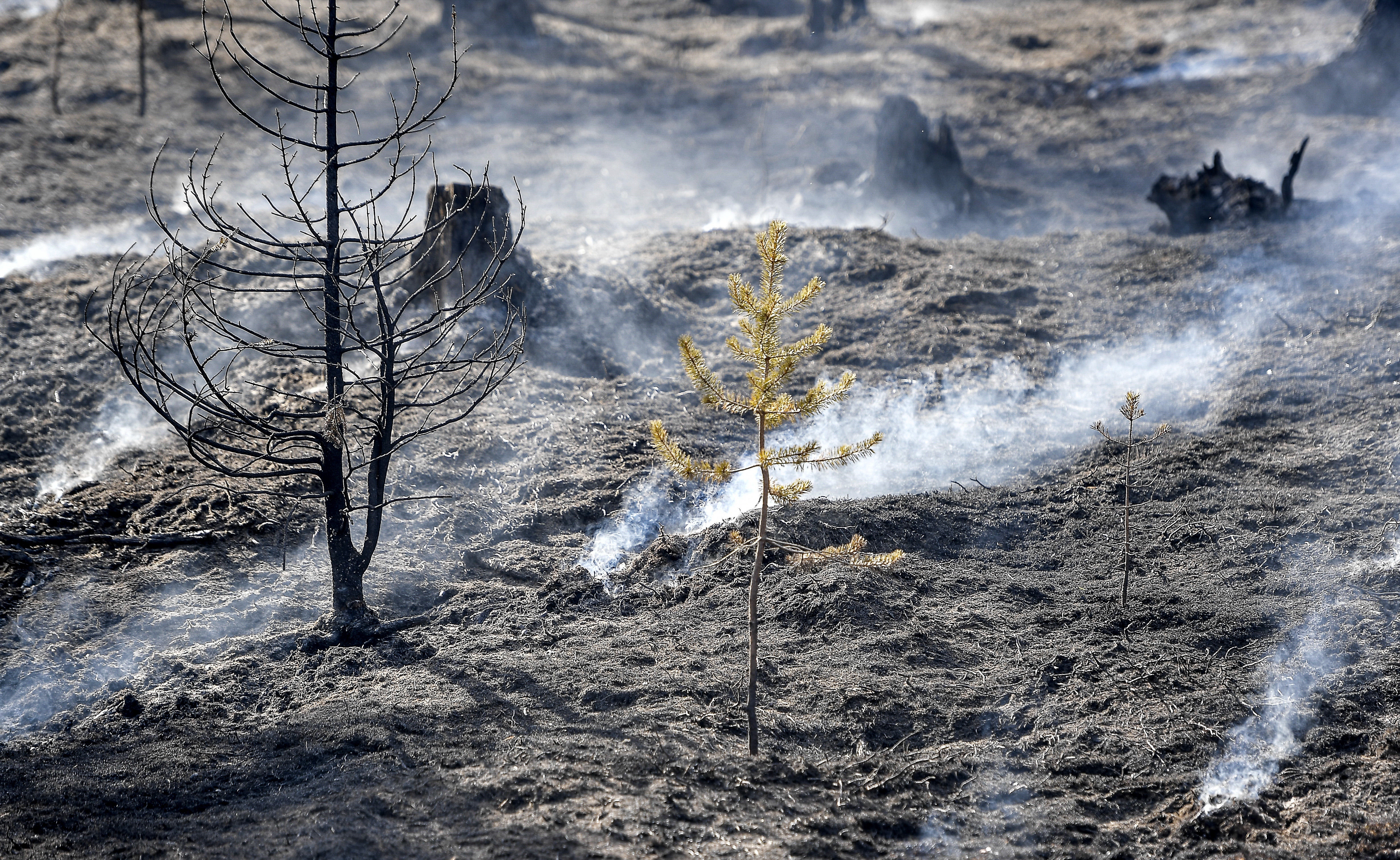 Két hétig lángoltak az erdők idén nyáron Svédországban a szokatlanul forró és száraz időjárás következtében.