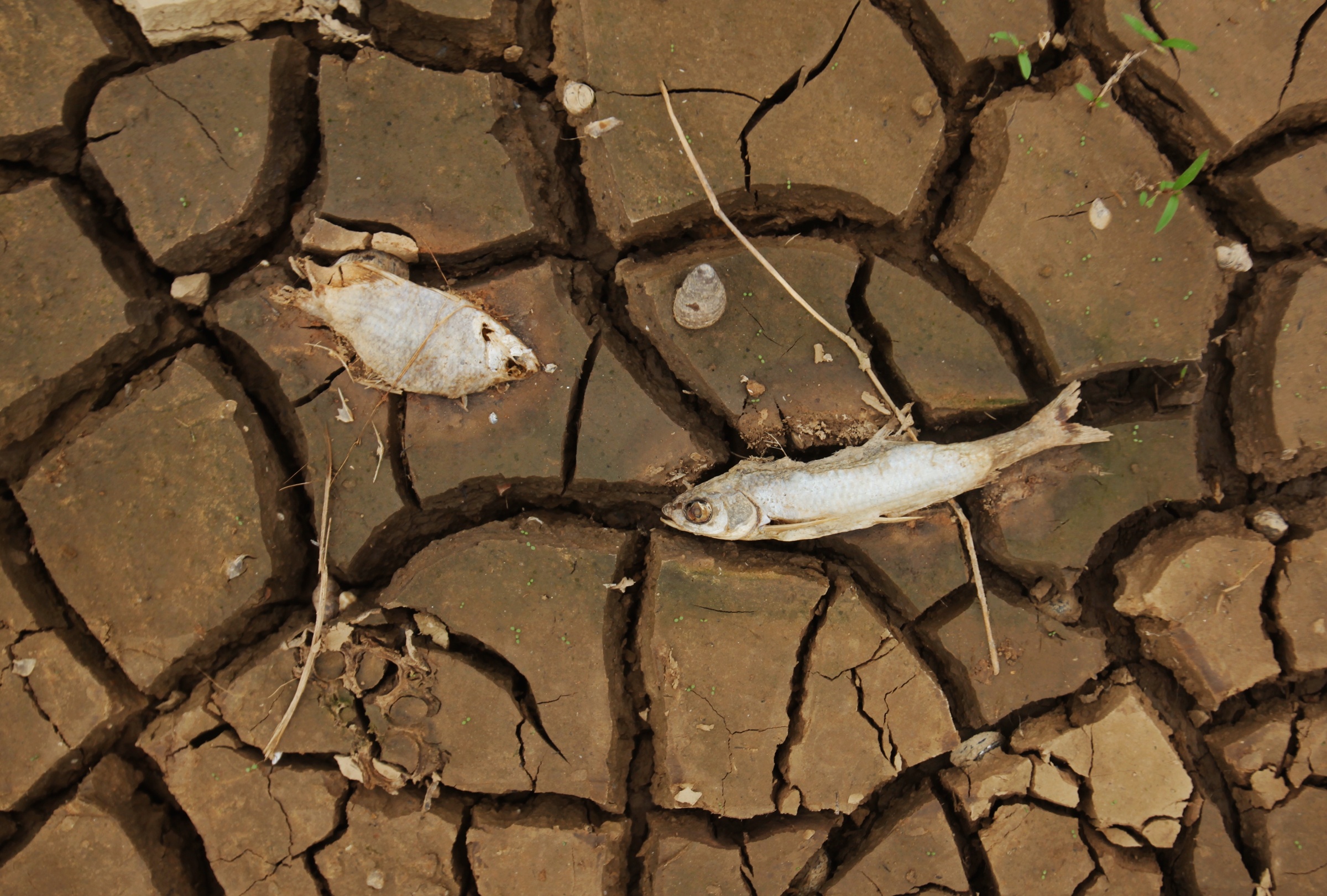 Döglött halak egy kiszáradt tó medrében a kínai Csianghszi tartományban szeptember végén.