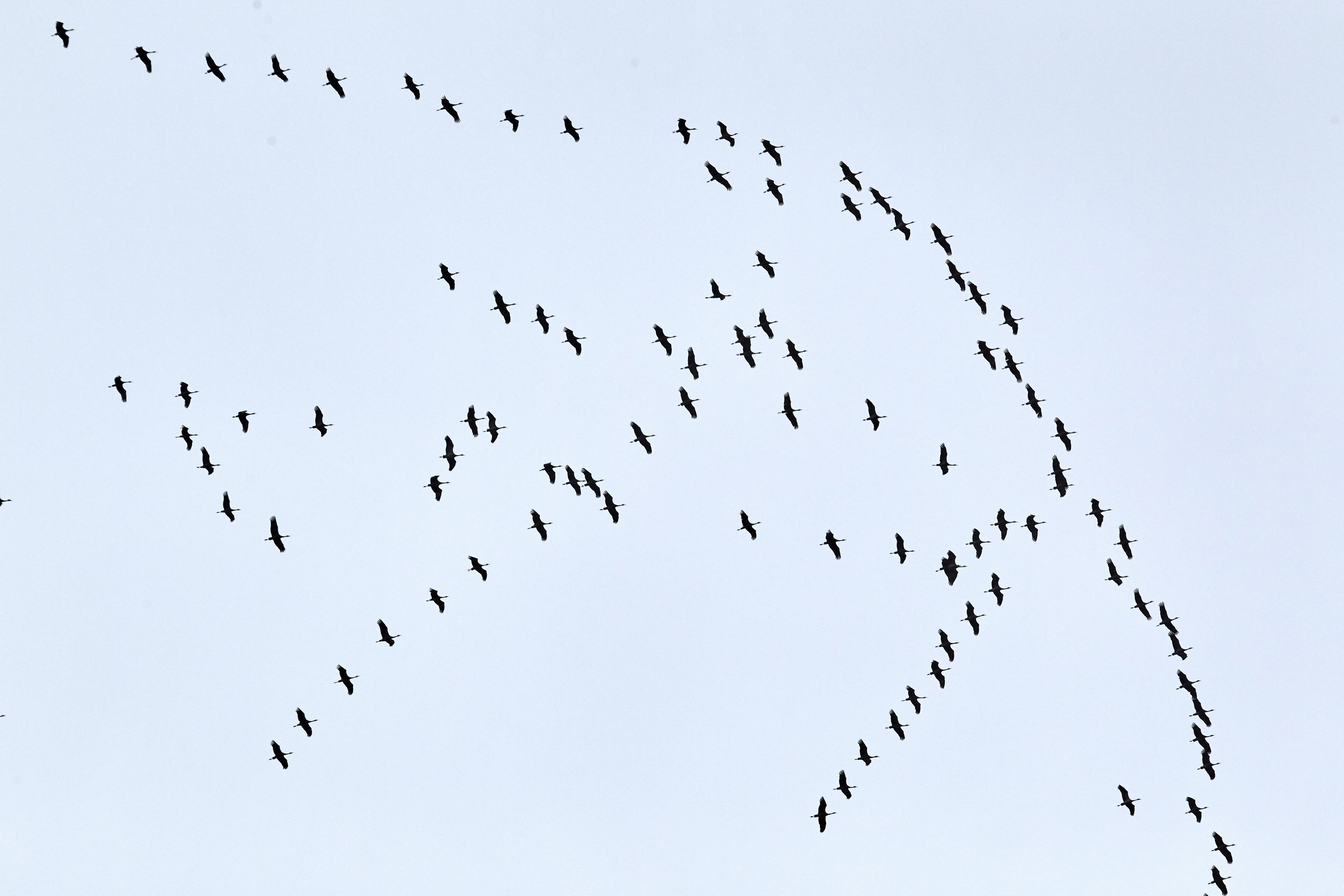5,2 millió vonuló madarat számoltak össze az önkéntes madármegfigyelők