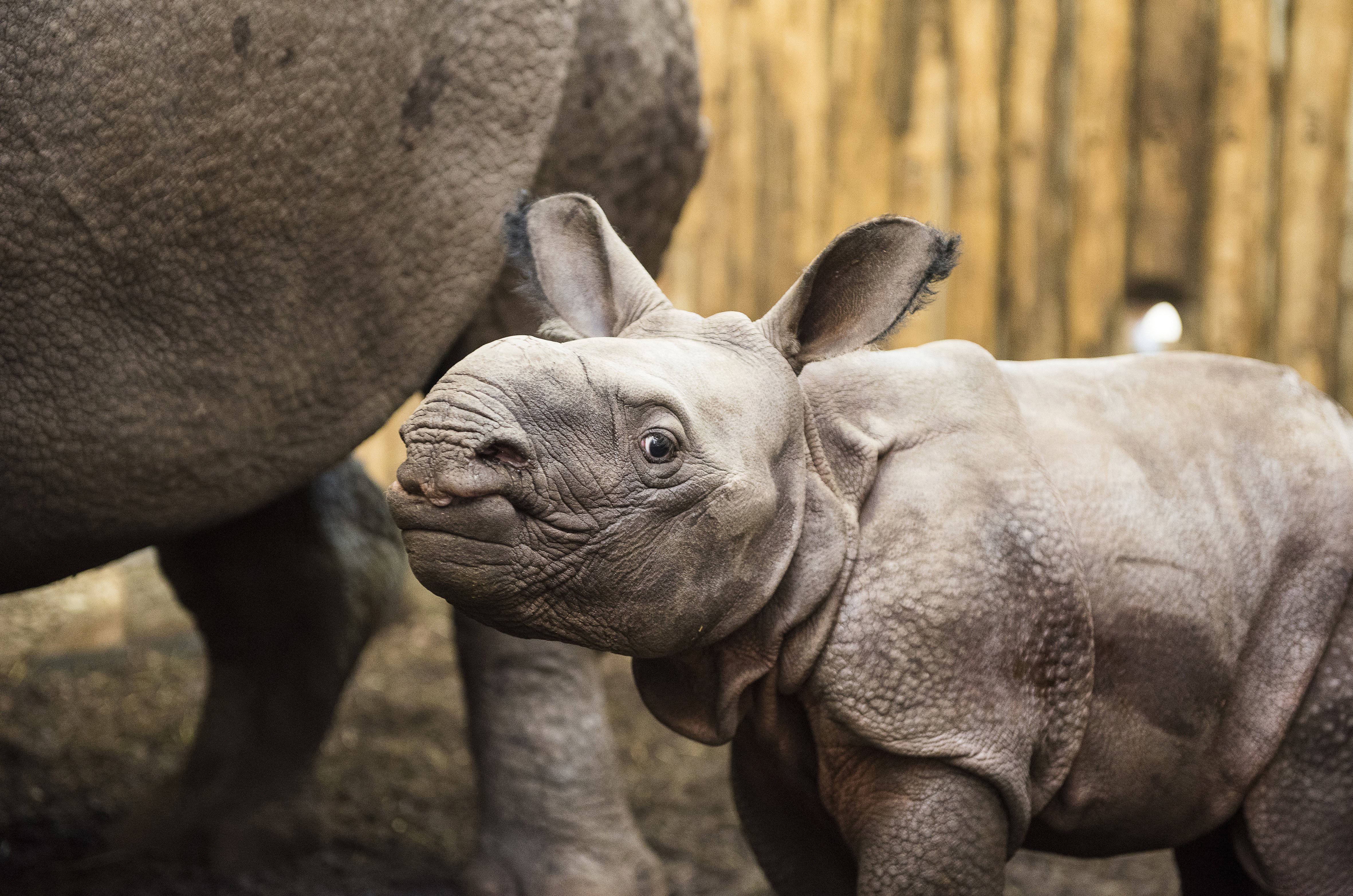 Indiai rinocérosz született Nyíregyházán
