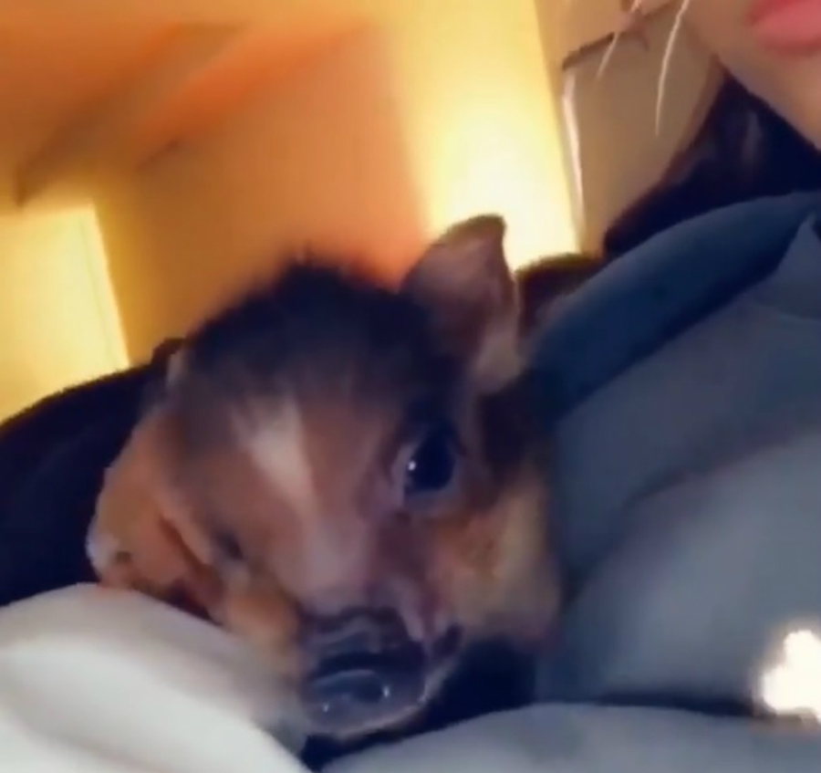 Ariana Grande új klipjében 3 percen és 18 másodpercen keresztül csak és kizárólag a házimalaca, Piggy Smallz látható
