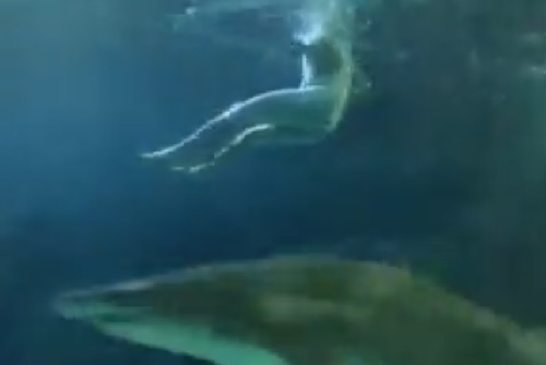 Egy kanadai férfi meztelenül beugrott fürödni a torontói akvárium cápái közé