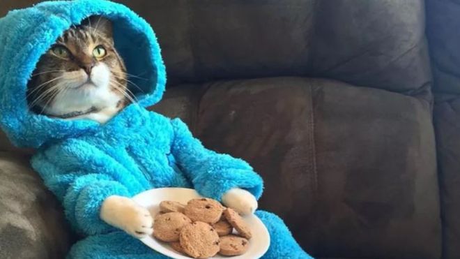 Az USA ausztrál nagykövetsége véletlenül egy sütiszörnyes macska fotójával küldött ki meghívókat egy pizsamás macska bulira