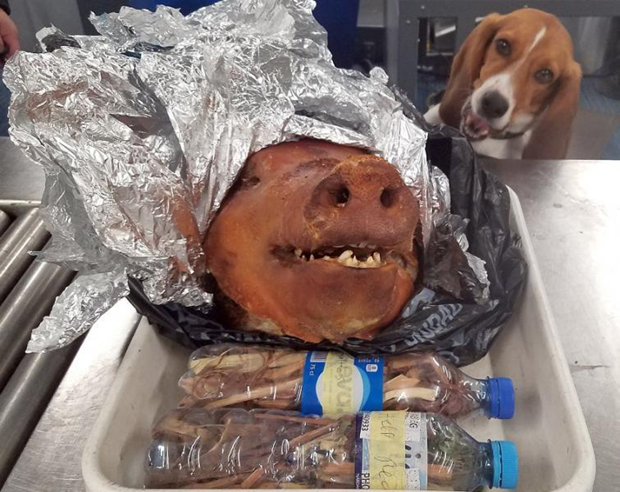 Hardy, a reptéri kutya hősiesen kiszagolta az Ecuadorból becsempészett sült disznófejet