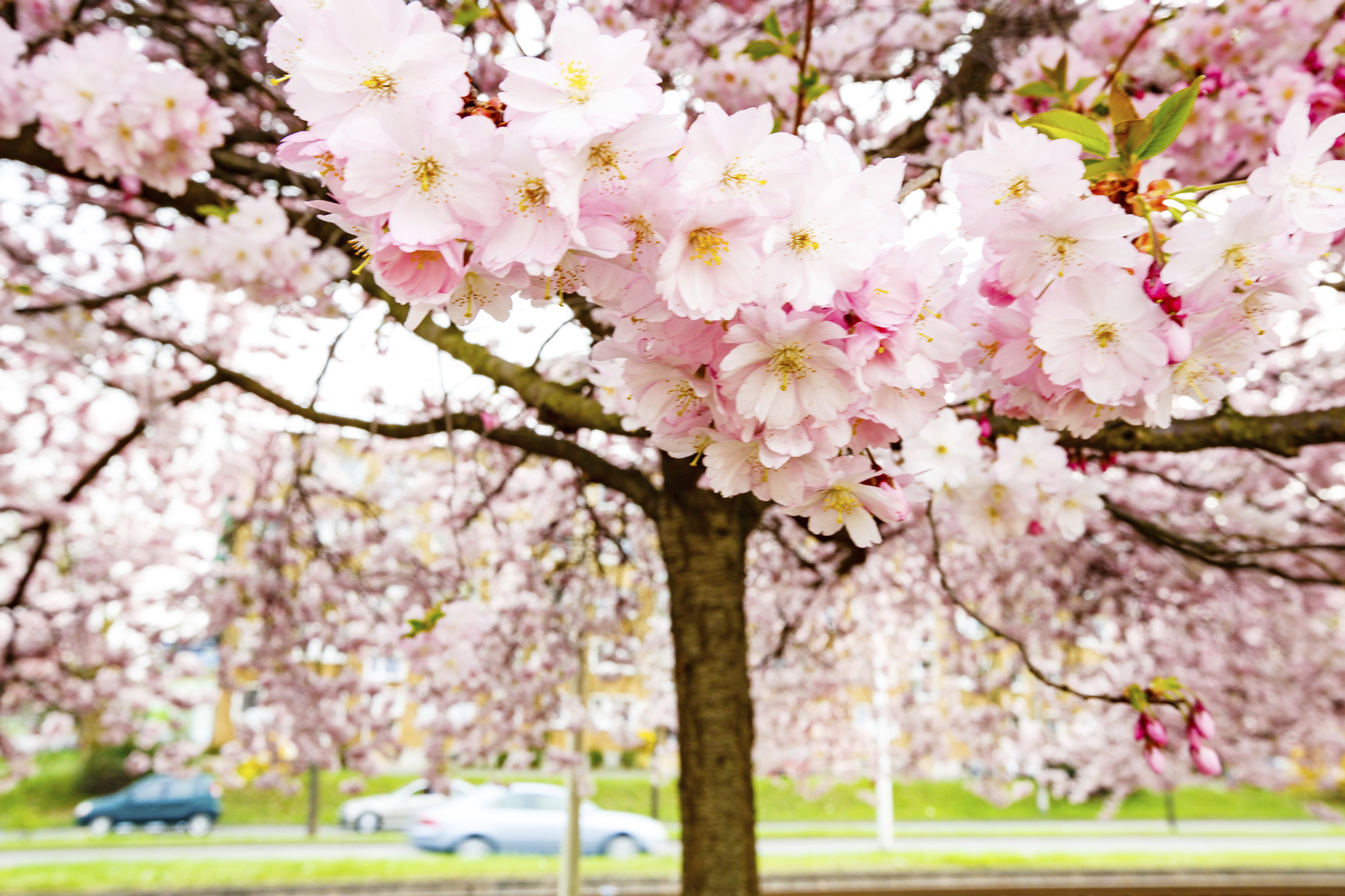 Váratlanul kivirágoztak a cseresznyefák Japánban