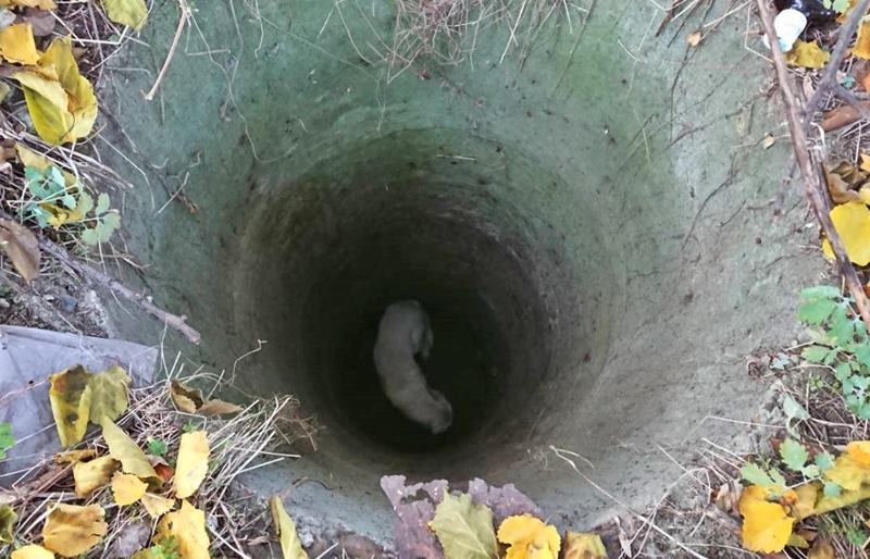 Hét méter mély kútba esett a kutya Erdőkertesen, tűzoltók mentették ki